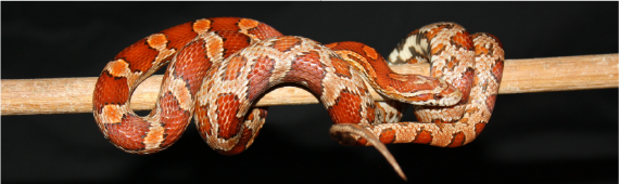 Corn snake